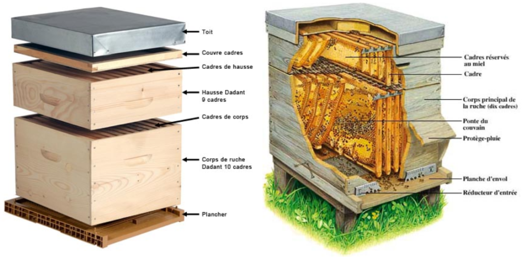 À l'intérieur d'une ruche - La Salamandre