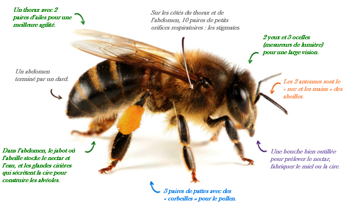 L'essaim Collège Jean Ladignac
